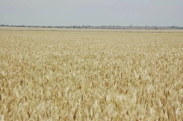 Gyllene Vetefält Norra Argentina — Stockfoto