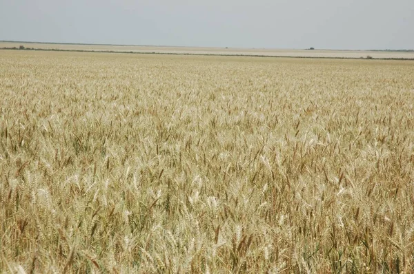 Gyllene Vetefält Norra Argentina — Stockfoto