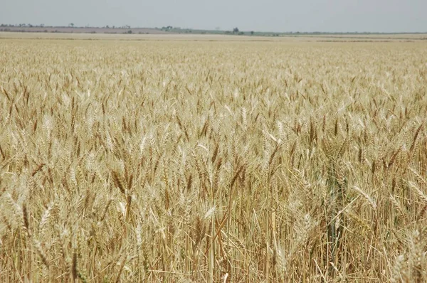 Kuzey Arjantin 'deki altın buğday tarlaları