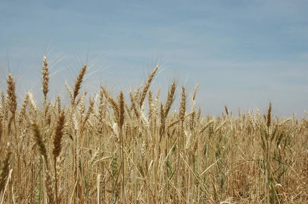 Golden Wheat Fields Northern Argentina — Stok fotoğraf