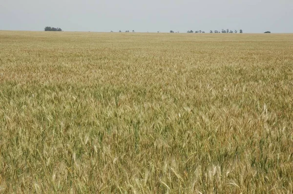 Kuzey Arjantin 'deki altın buğday tarlaları