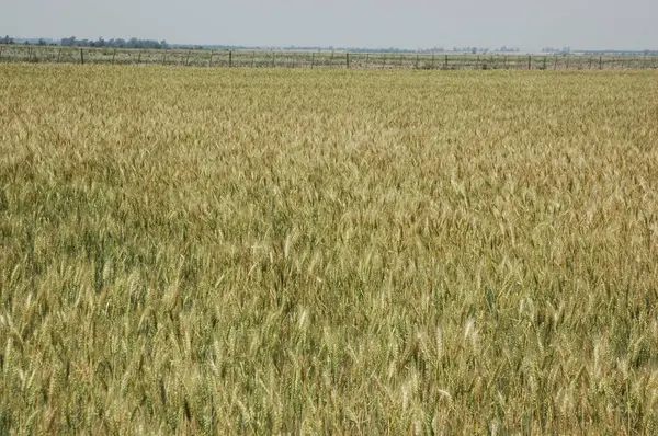 Kuzey Arjantin 'deki altın buğday tarlaları