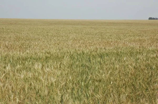 Kuzey Arjantin 'deki altın buğday tarlaları