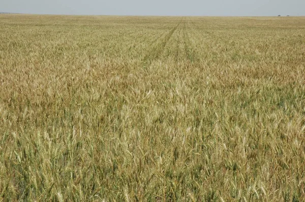 Kuzey Arjantin 'deki altın buğday tarlaları