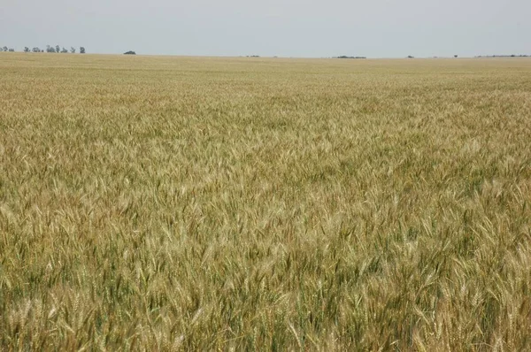Kuzey Arjantin 'deki altın buğday tarlaları