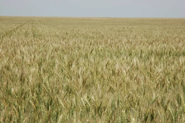 Kuzey Arjantin 'deki altın buğday tarlaları
