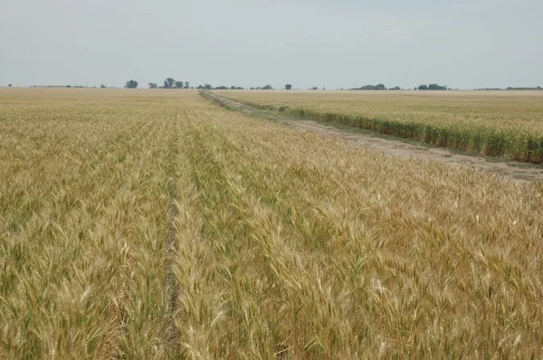 Kuzey Arjantin 'deki altın buğday tarlaları