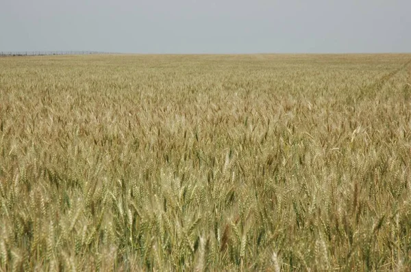 Golden Wheat Fields Northern Argentina — Stock Photo, Image