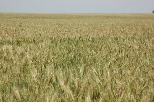 Kuzey Arjantin 'deki altın buğday tarlaları