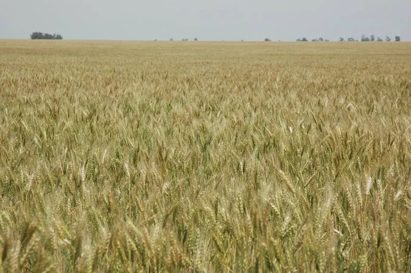 Kuzey Arjantin 'deki altın buğday tarlaları