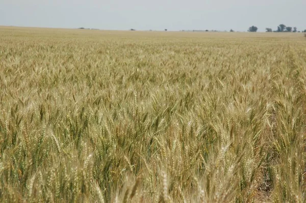 Golden Wheat Fields Northern Argentina — Stock Fotó
