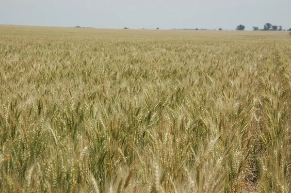 Kuzey Arjantin 'deki altın buğday tarlaları