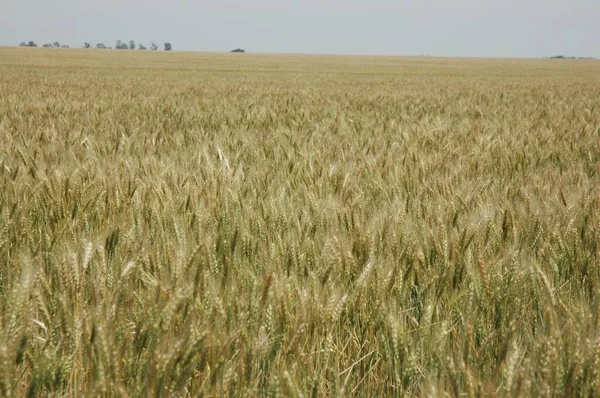 Kuzey Arjantin 'deki altın buğday tarlaları