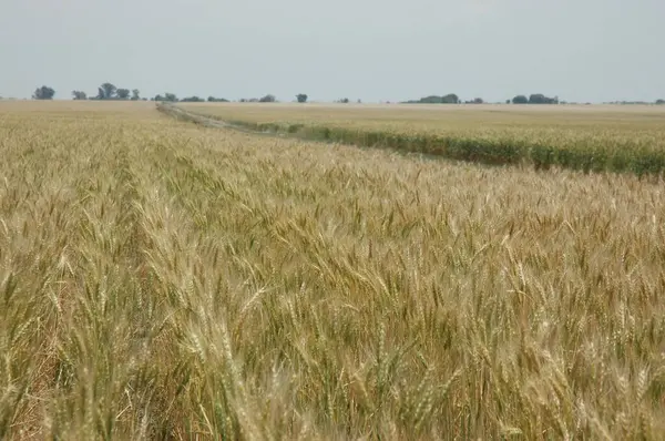 Golden Wheat Fields Northern Argentina — Stockfoto