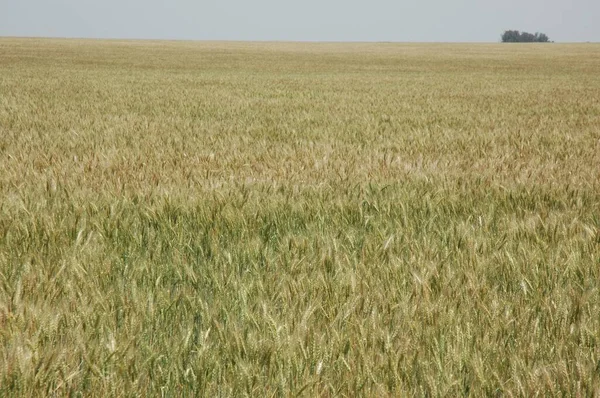 Kuzey Arjantin 'deki altın buğday tarlaları