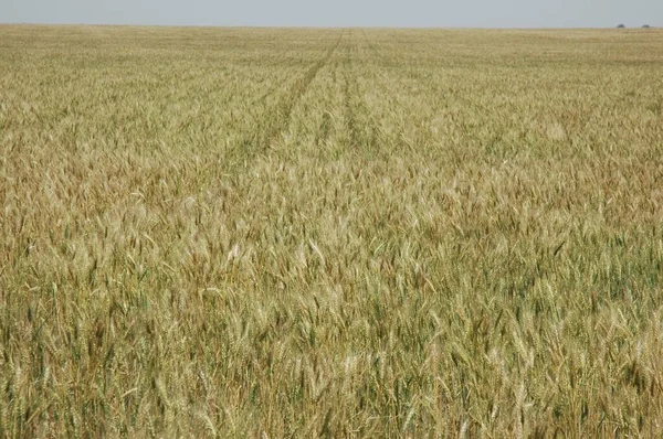 Golden Wheat Fields Northern Argentina — Fotografia de Stock