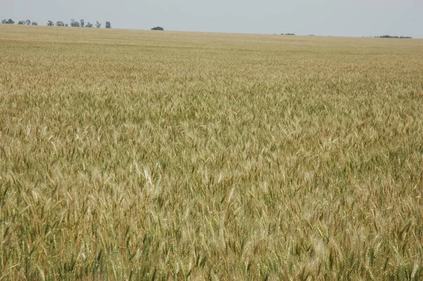 Golden Wheat Fields Northern Argentina — Stockfoto