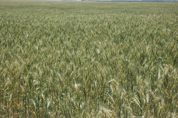 Kuzey Arjantin 'deki altın buğday tarlaları