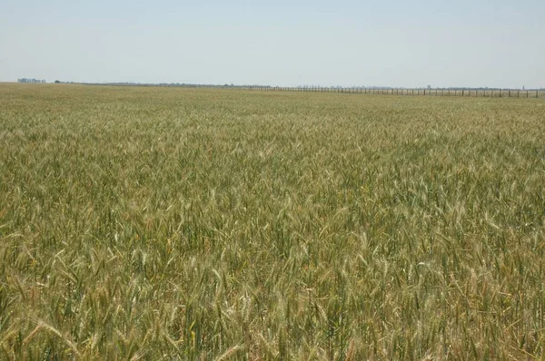 Kuzey Arjantin 'deki altın buğday tarlaları