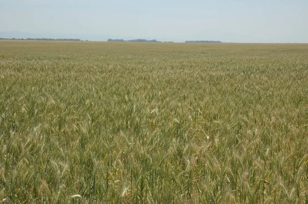 Kuzey Arjantin 'deki altın buğday tarlaları