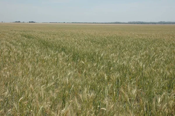Kuzey Arjantin 'deki altın buğday tarlaları