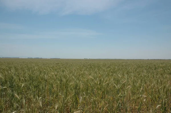 Kuzey Arjantin 'deki altın buğday tarlaları