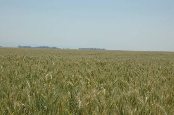 Kuzey Arjantin 'deki altın buğday tarlaları