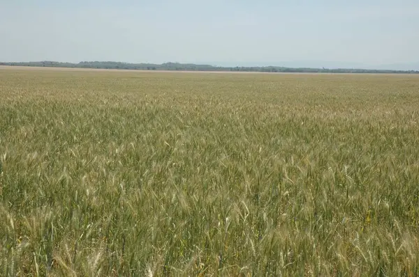 Kuzey Arjantin 'deki altın buğday tarlaları