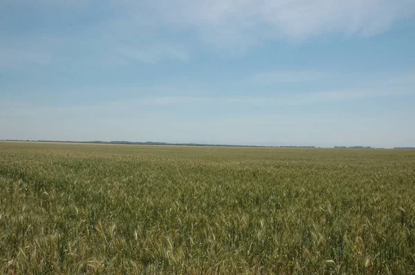 Kuzey Arjantin 'deki altın buğday tarlaları