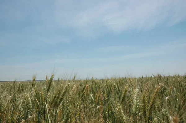 Golden Wheat Fields Northern Argentina — Stockfoto