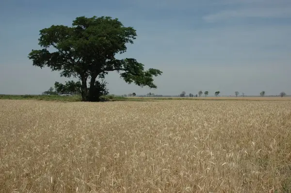 Kuzey Arjantin 'deki altın buğday tarlaları