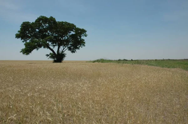 Kuzey Arjantin 'deki altın buğday tarlaları