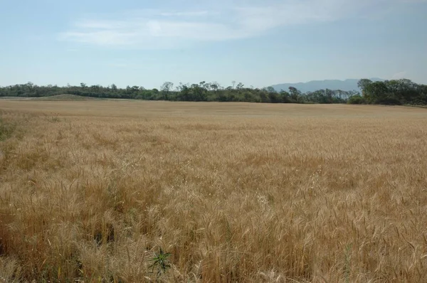 Kuzey Arjantin 'deki altın buğday tarlaları