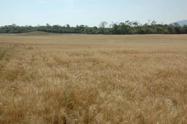 Golden Wheat Fields Northern Argentina — Stock Photo, Image