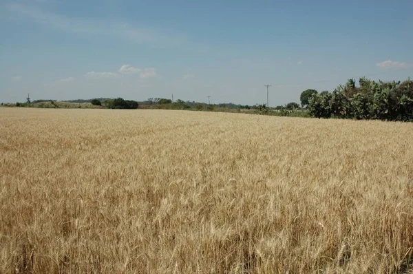 Golden Wheat Fields Northern Argentina — Zdjęcie stockowe