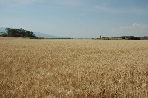 Golden Wheat Fields Northern Argentina — Stockfoto
