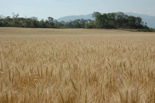 Kuzey Arjantin 'deki altın buğday tarlaları