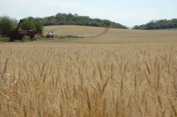 Kuzey Arjantin 'deki altın buğday tarlaları