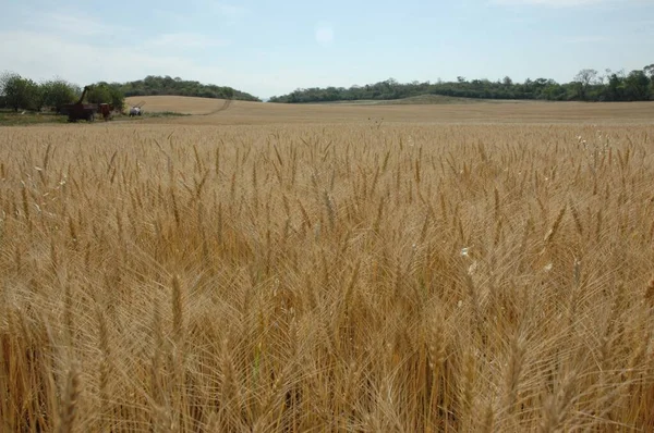 Kuzey Arjantin 'deki altın buğday tarlaları