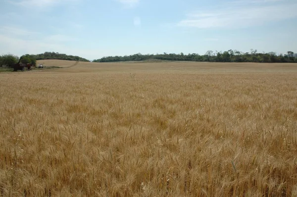 Kuzey Arjantin 'deki altın buğday tarlaları