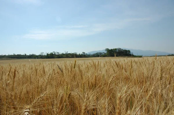 Kuzey Arjantin 'deki altın buğday tarlaları