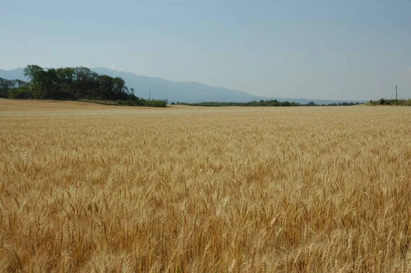 Kuzey Arjantin 'deki altın buğday tarlaları