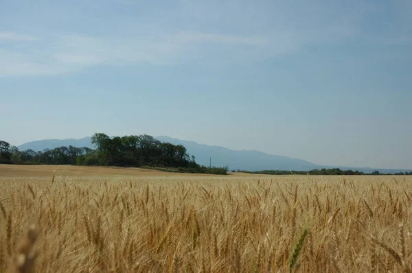 Kuzey Arjantin 'deki altın buğday tarlaları