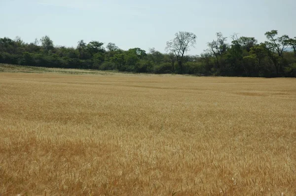 Kuzey Arjantin 'deki altın buğday tarlaları