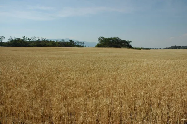 Kuzey Arjantin 'deki altın buğday tarlaları