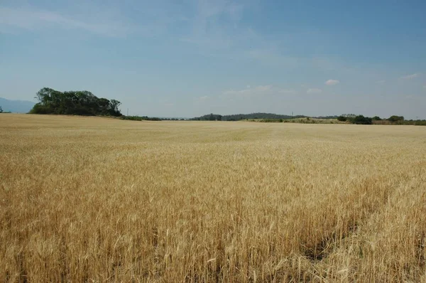 Kuzey Arjantin 'deki altın buğday tarlaları
