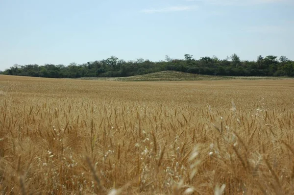 Kuzey Arjantin 'deki altın buğday tarlaları