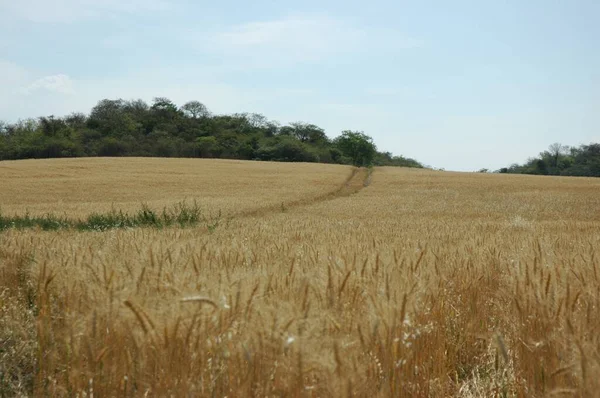 Kuzey Arjantin 'deki altın buğday tarlaları