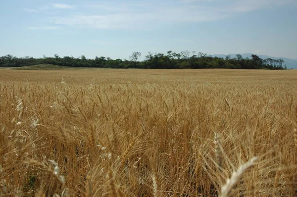 Kuzey Arjantin 'deki altın buğday tarlaları