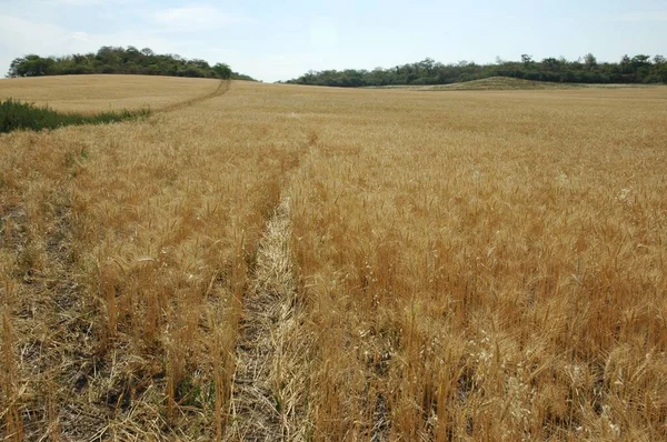 Kuzey Arjantin 'deki altın buğday tarlaları